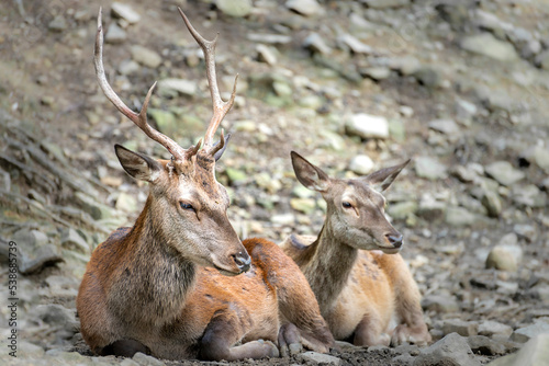 Fototapeta Naklejka Na Ścianę i Meble -  Jeleniowate
