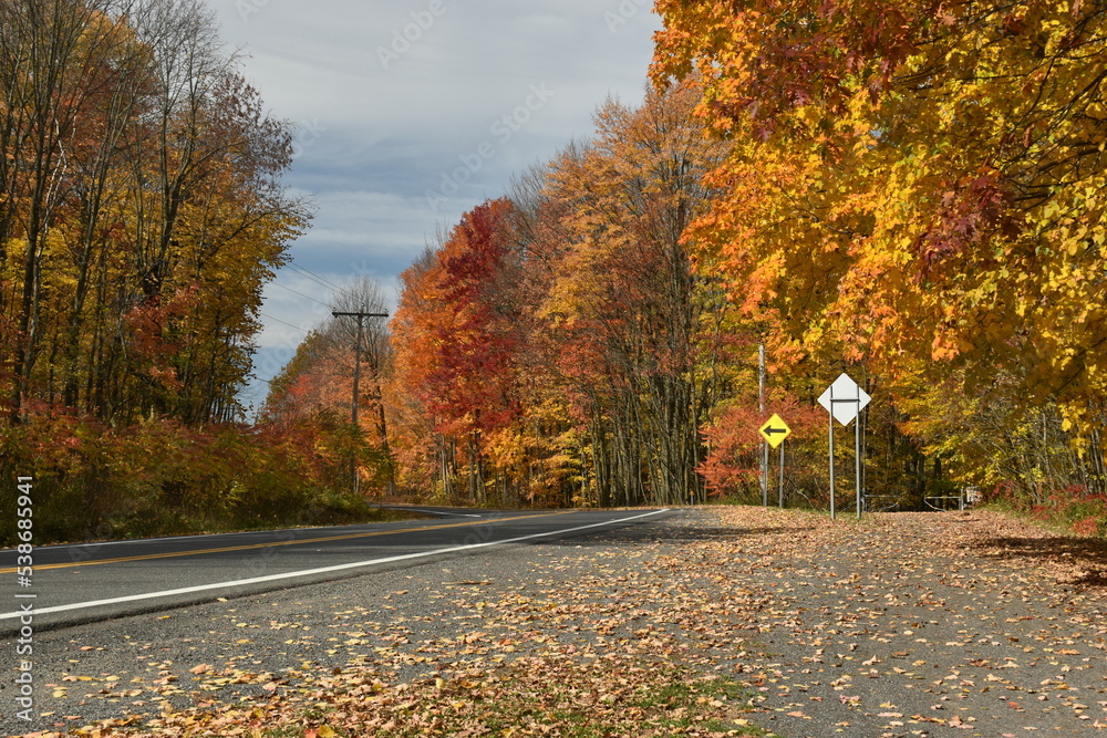 Naklejka premium Forêt Drummond 16 Octobre 2022