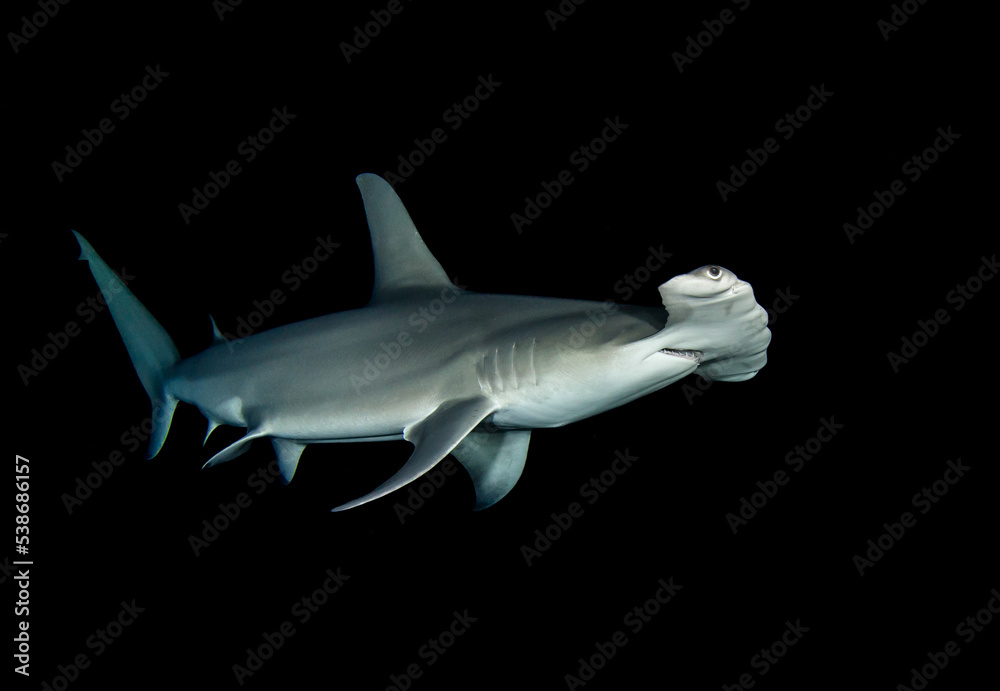 Hammerhead  shark
