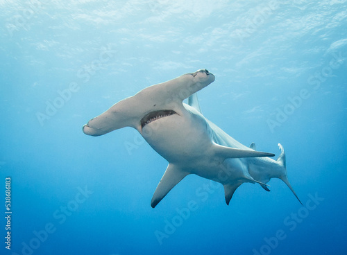 Hammerhead  shark © Tropicalens