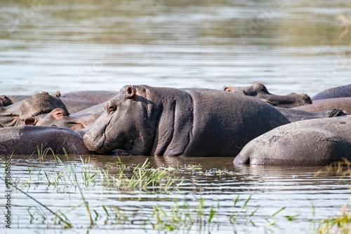 Closeup of a bloat of hippos in the lake