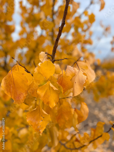 The yellow leaves of autumn (Autumn has arrived)