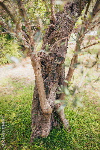 Olive tree trunk with deep bark structure - natural wood ornate pattern