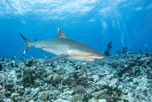 Silvertip shark