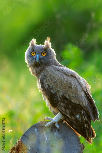 Vertical shot of a dusky eagle owl on a tree during the day