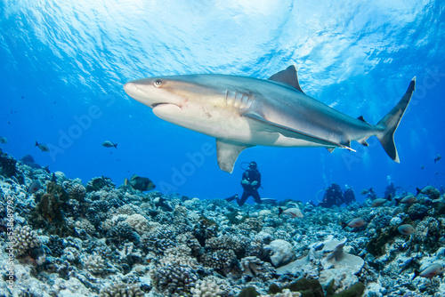 Silvertip shark © Tropicalens