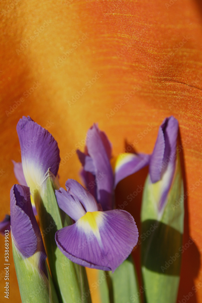 surprisingly irises on orange background