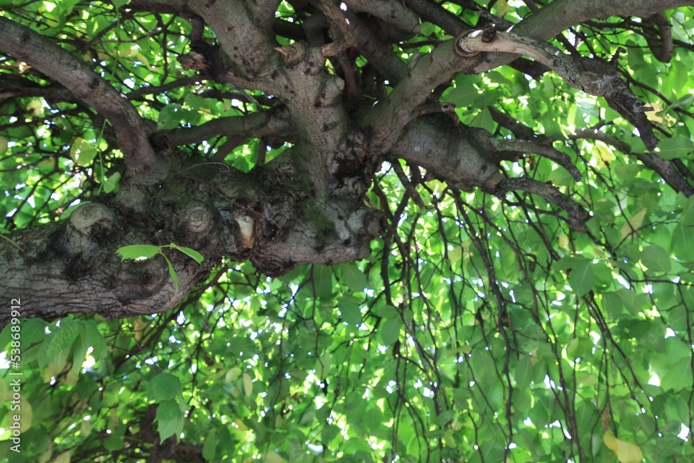 Fototapeta premium thicket green leaves and branches on tree