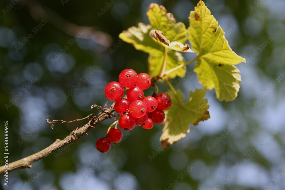 redcurrant juicy cluster redcurrant juicy cluster