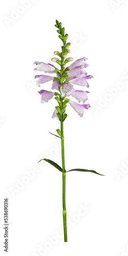Purple flowers of physostegia virginiana isolated photo