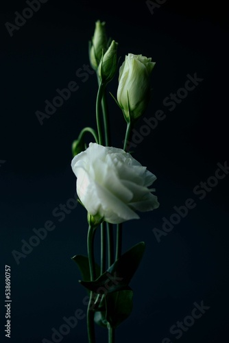 Vertical shot of a Taxas Bluebell isolated on a black background photo