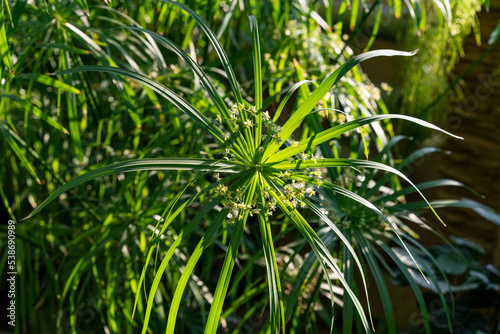 Flower head of Umbrella sedge, Cyperus involucratus. Close-up of an umbrella of leaves of a tropical plant in the sun's rays in a conservatory. Plants at home. Umbrella-plant, Flat sedge, Shingle photo