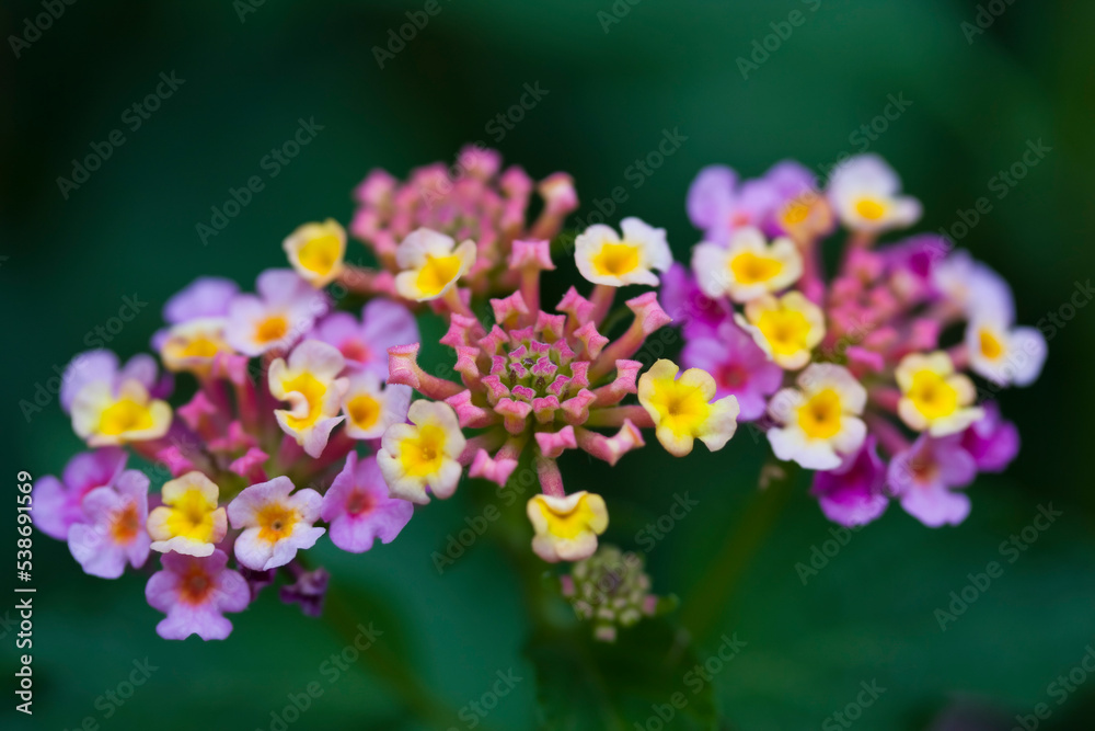 Obraz premium Lantana flowers