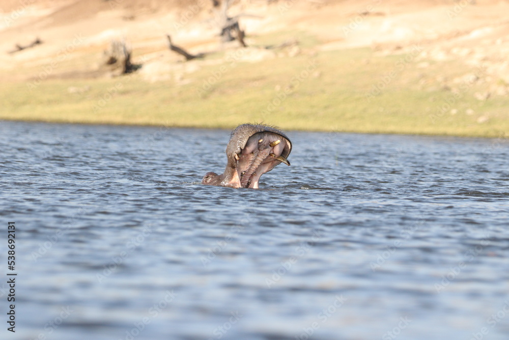Fototapeta premium hippo yawn in water