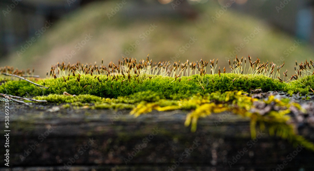 A wooden beam covered with adult moss. Green-brown macro photo.