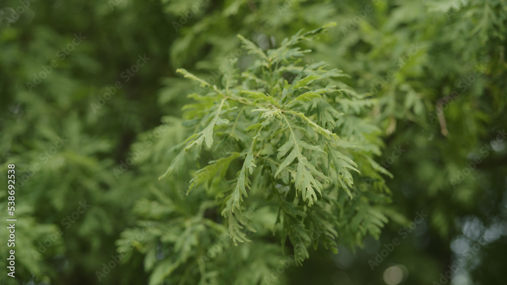 green oak leaves swaying on a wind