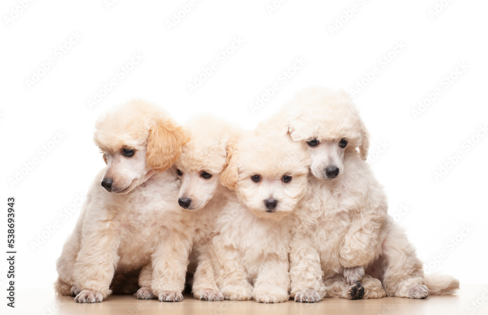 image of dog white background image of dog white background