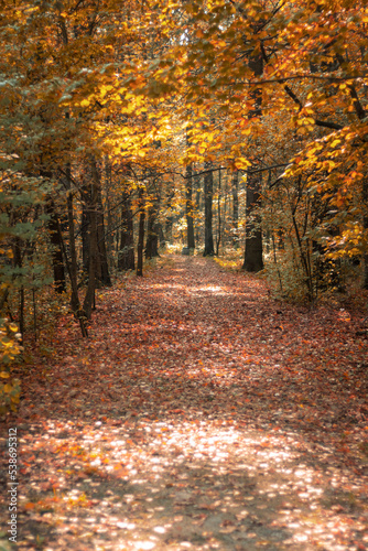 Droga leśna jesienią
