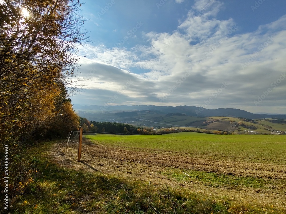 Obraz premium Trees in the forest during summer or autumn. Slovakia