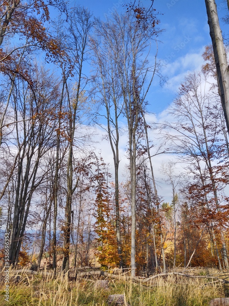 Trees in the forest during summer or autumn. Slovakia Trees in the forest during summer or autumn. Slovakia