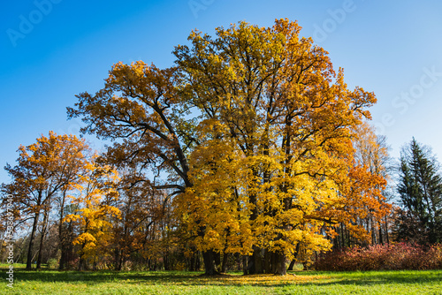 Giant oak tree in autumn park with yellow leaves in sunny weather