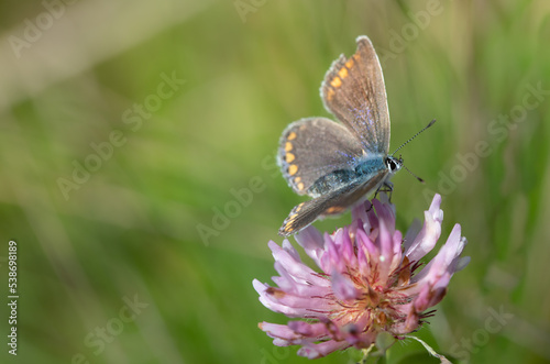 A brown blue sits on a withered blossom of wild clover in autumn, against a green background in nature.