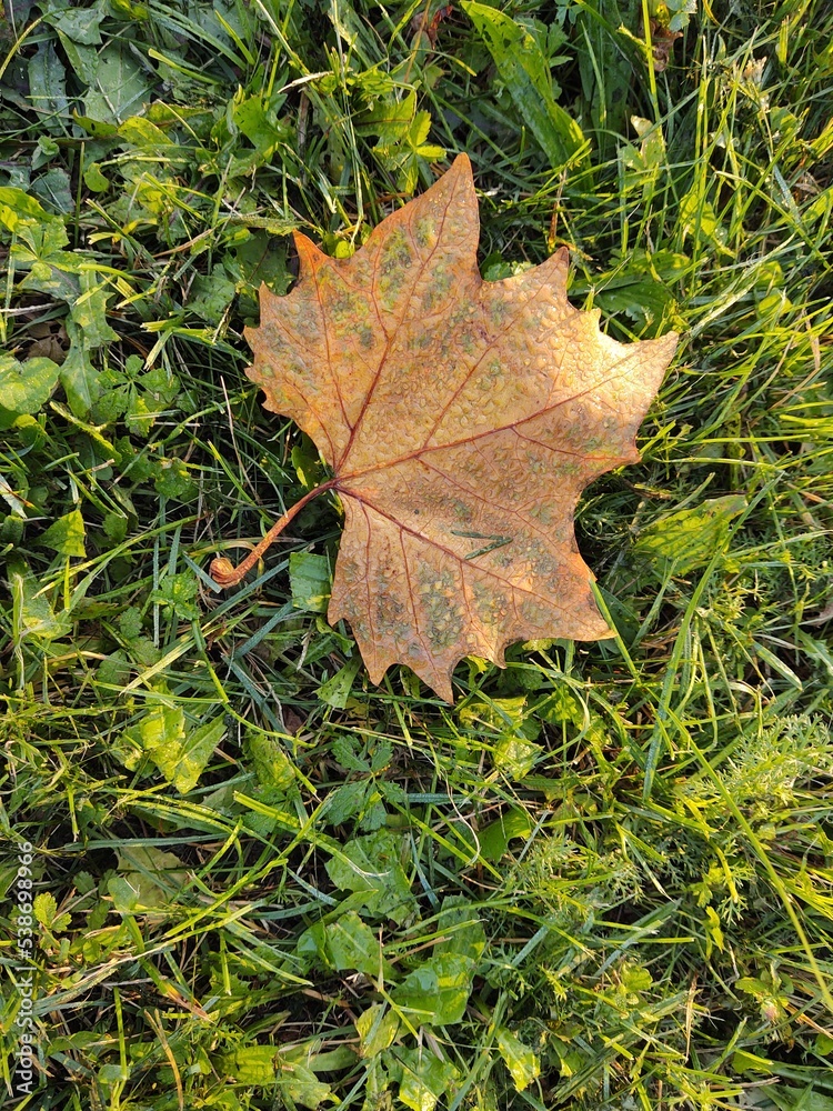 Autumn colorful leaves on the ground and on the trees. Slovakia Autumn colorful leaves on the ground and on the trees. Slovakia
