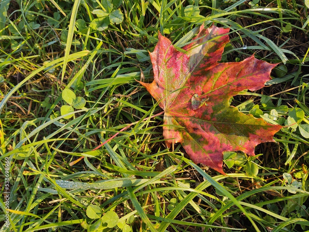 Autumn colorful leaves on the ground and on the trees. Slovakia Autumn colorful leaves on the ground and on the trees. Slovakia