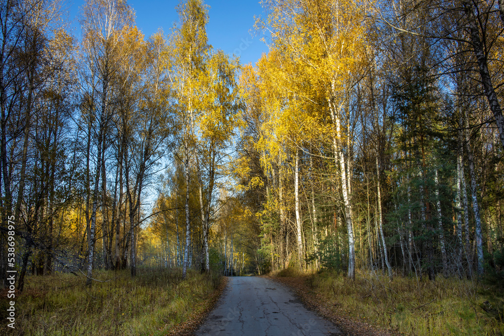 Road through yellow trees. Bright sunny day in the autumn forest.