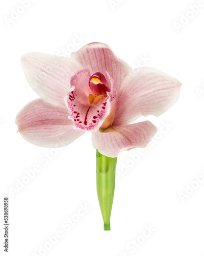 Pink orchid isolated on white background with clipping path