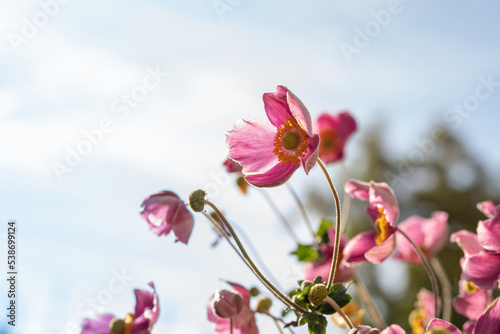 Gentle purple flowers of anemones on blue sky background. Minimalistic composition of nature beauty