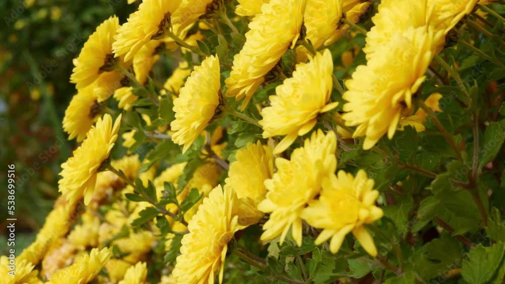Yellow flower of Chrysanthemum Korean.