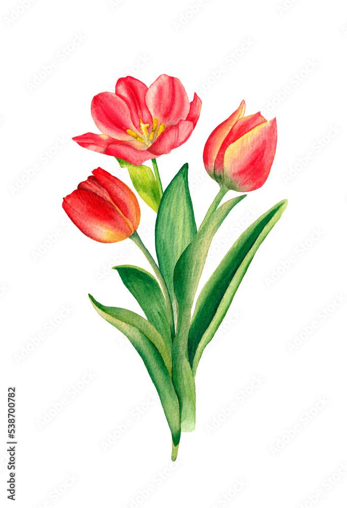 Tulips bouquet. Watercolor illustration, isolated on white background. For decoration and design of printing, cards, fabrics, textiles, holidays, paper and scrapbook.