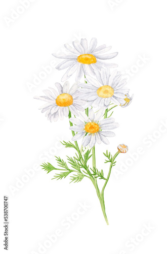 Bouquet of daisy flowers  white flowers  buds  green leaves  stems. Watercolor hand drawn illustration  isolated on white background.