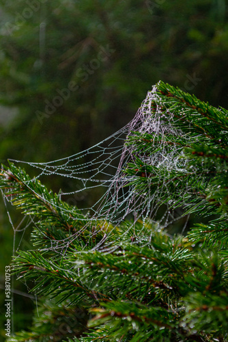 Cobweb strewn with small drops of water on a spruce branch in dense fog