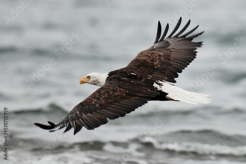 bald eagle stalking for prey in alaska beach ocean in the background white tail bird cloudy weather while flying spread wings