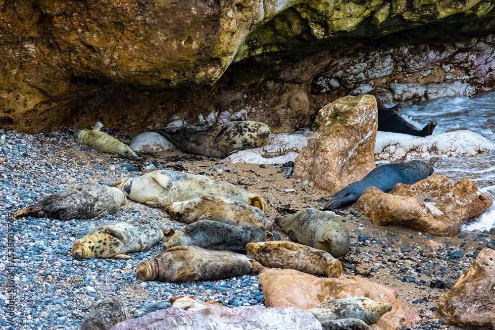 Grey seals on the beach and rocks. Penrhyn Bay, Irish Sea in Wales Grey seals on the beach and rocks. Penrhyn Bay, Irish Sea in Wales