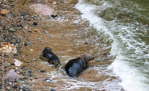 Grey seals on the beach and rocks. Penrhyn Bay, Irish Sea in Wales photo