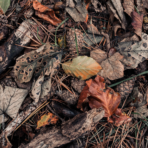 autumn leaves on the ground