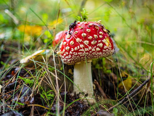 Red toadstool growing in forest