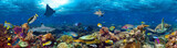 fish in the aquarium coral reef underwater