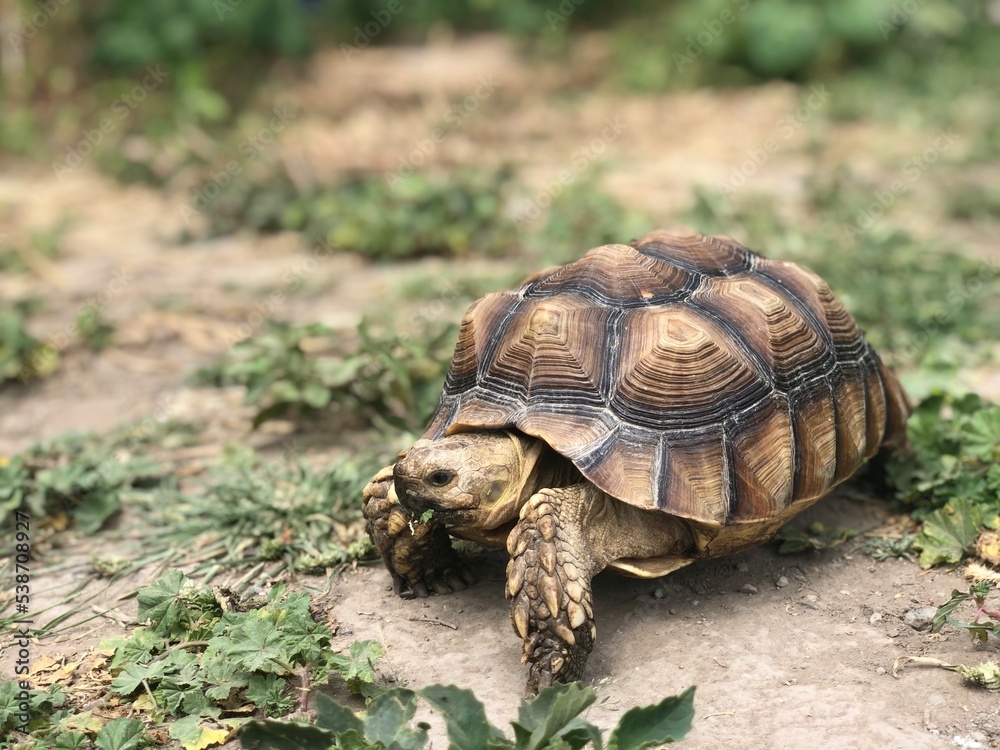 Beautiful sulcata tortoise from africa Beautiful sulcata tortoise from africa