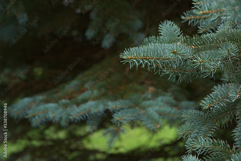 Natural background with plants. Green twigs of a coniferous tree.