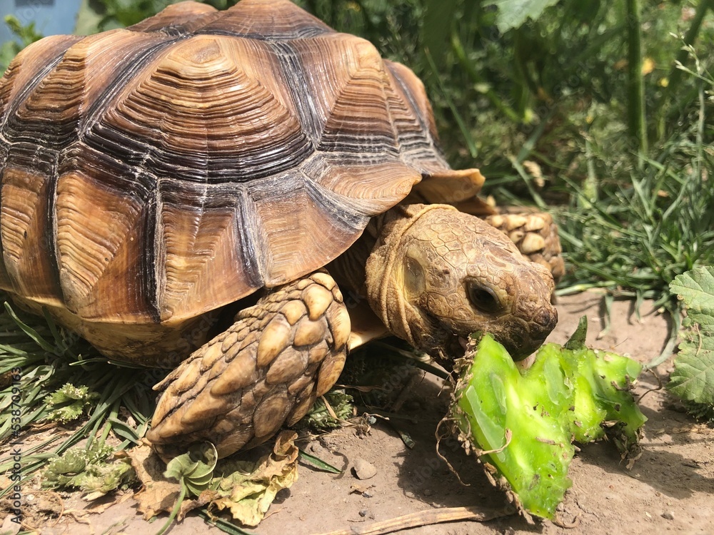 Naklejka premium Beautiful sulcata tortoise from africa