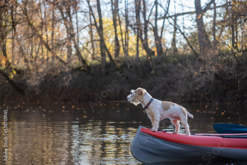 Dog Jack Russell Terrier stands on the bow of the kayak. Landscape with a boat against the background of autumn trees