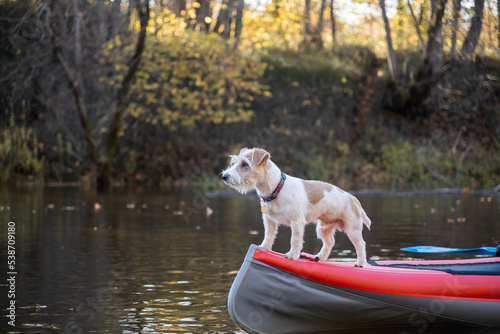 Dog Jack Russell Terrier stands on the bow of the kayak. Landscape with a boat against the background of autumn trees