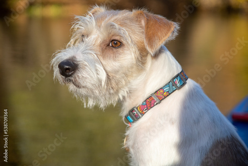 Portrait of dog breed Jack Russell Terrier Beautiful blur yellow autumn background