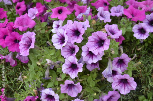 Petunia viola vaso di tanti fiori 