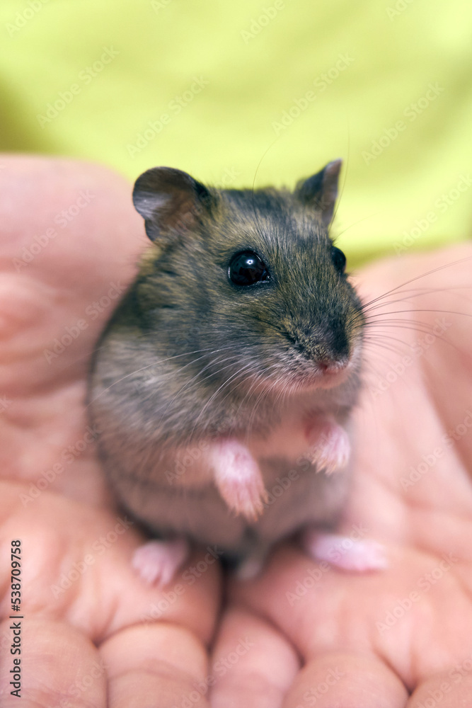 Cute Djungarian hamster sitting on his hands Cute Djungarian hamster sitting on his hands