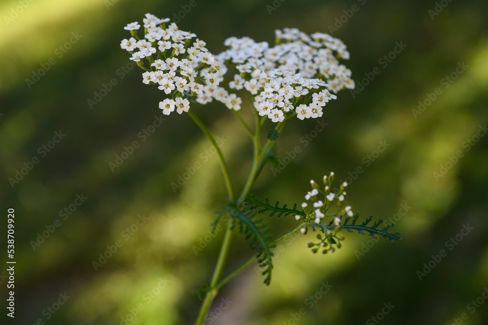 Fototapeta premium White yarrow flowers